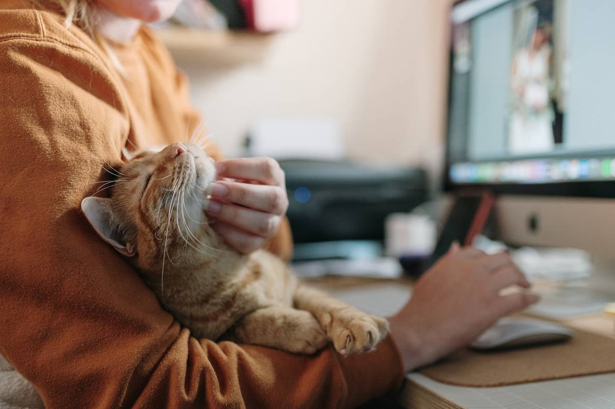 Warum fühlen wir uns zu Katzen hingezogen? Psychologische und biologische Hintergründe