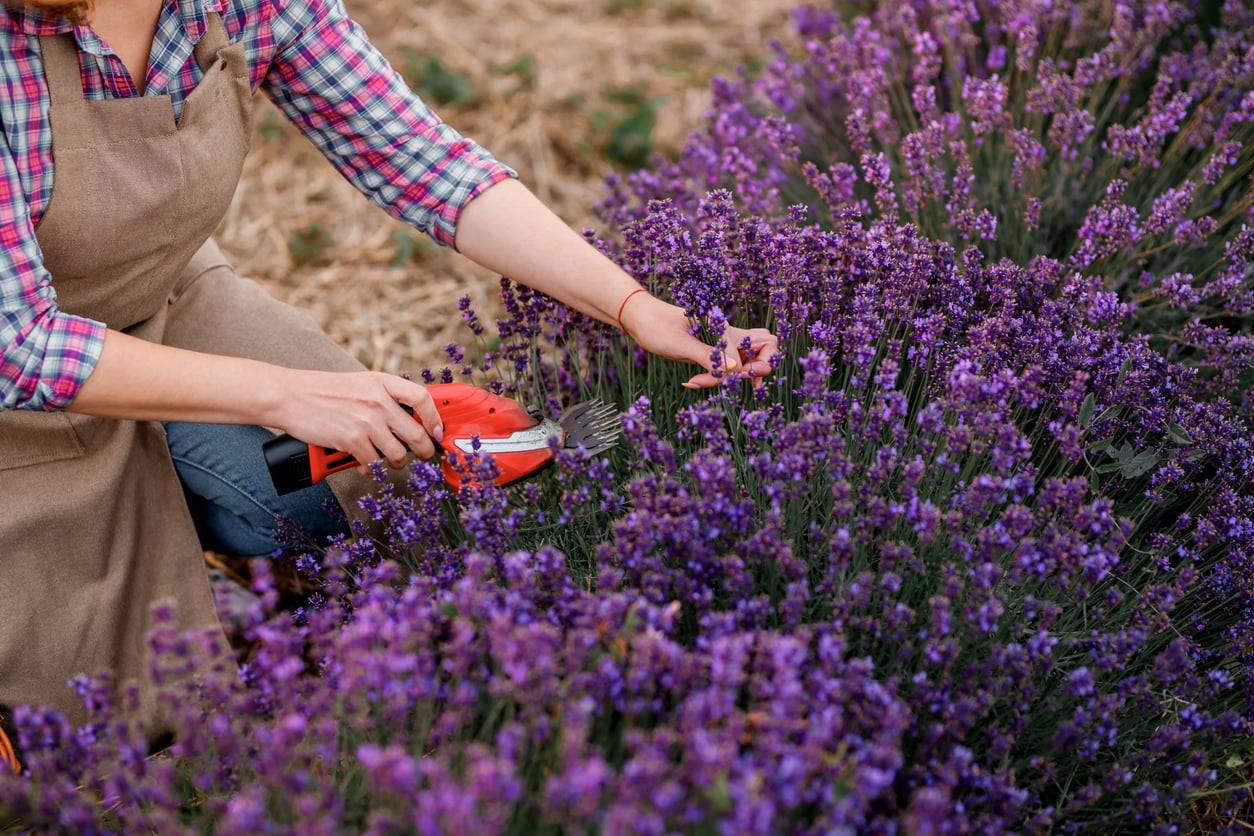 So wird dein Lavendel diesen Sommer üppig und duftend – bewährte Tricks von Gärtner:innen