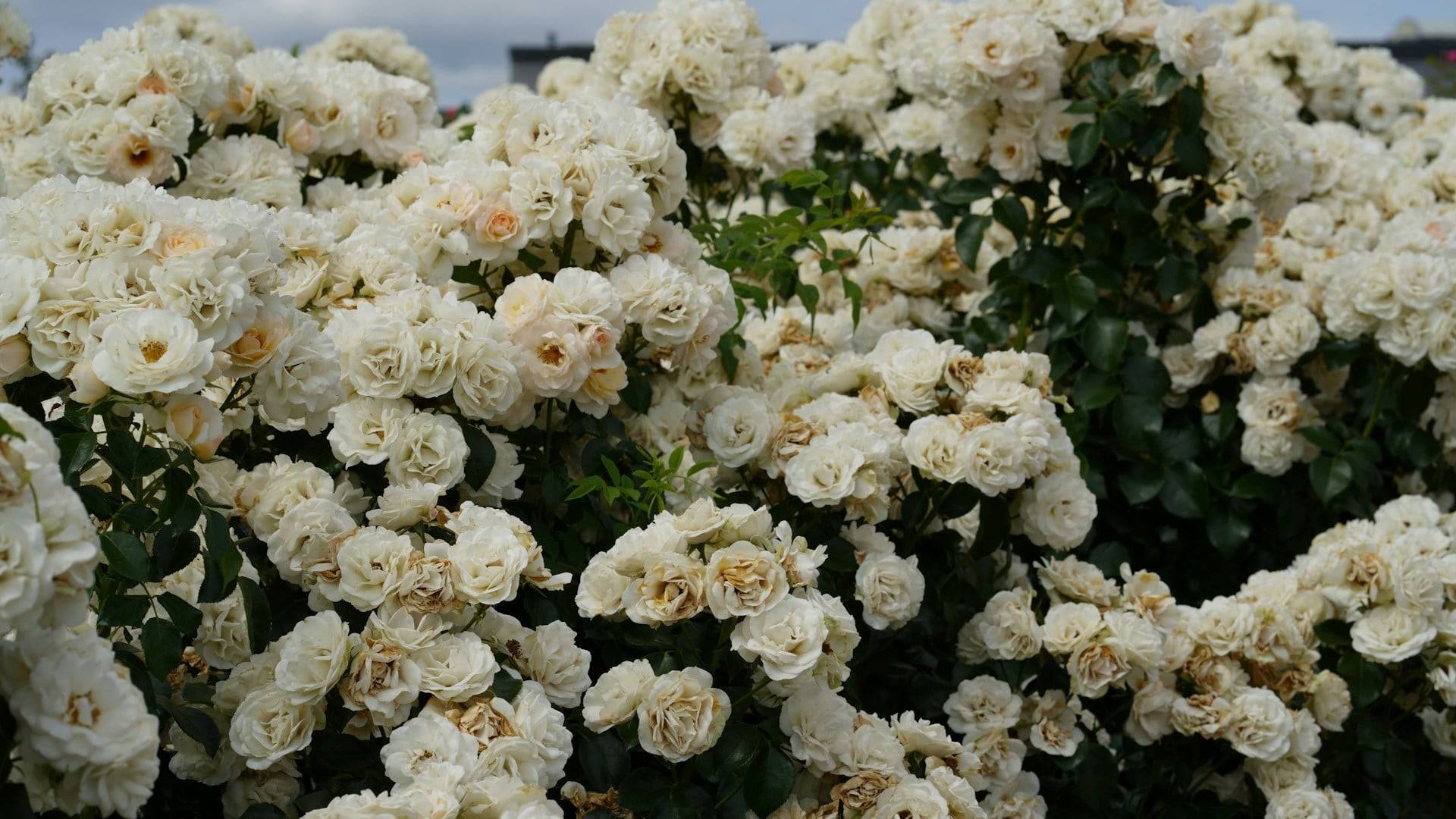 10 fiori da sogno per portare il colore Pantone dell’anno nel tuo giardino