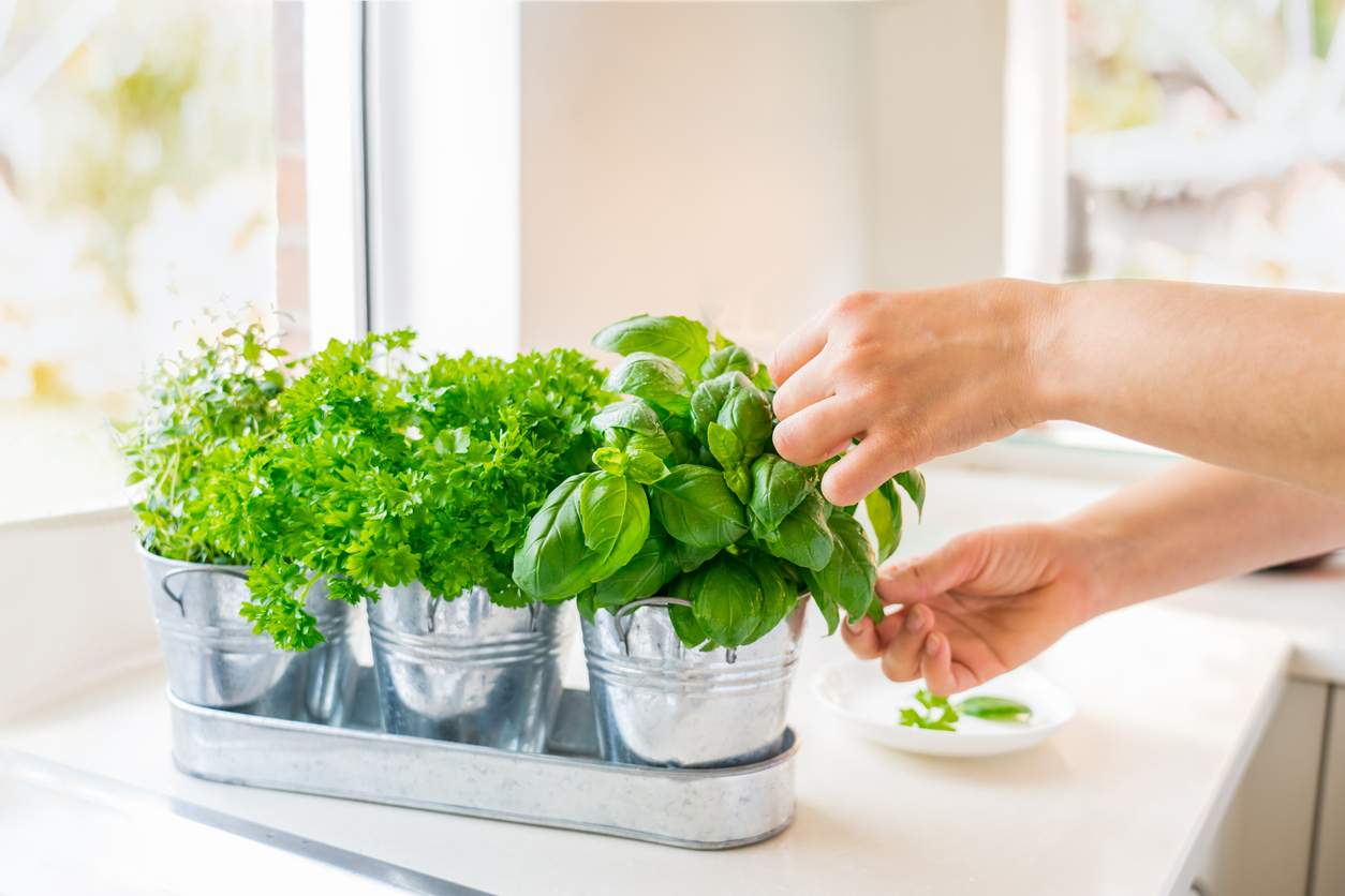 Comment garder tes herbes fraîches pendant des semaines – la méthode que tu vas adorer — Mode de vie