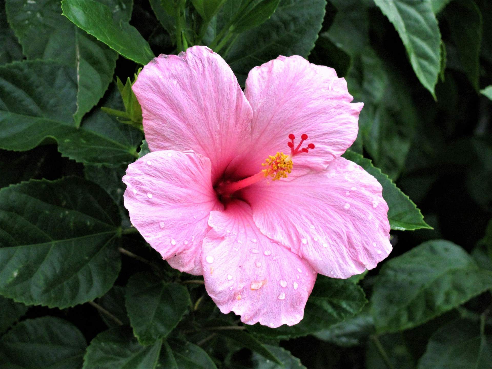 Ces plantes exotiques s'épanouissent désormais en France — transformez votre jardin avec elles — Décoration