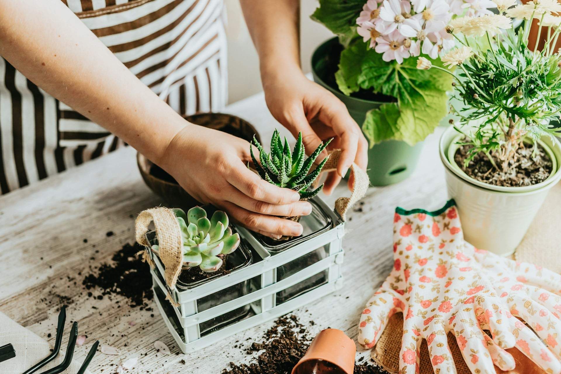 Le jardin de poche : créez votre oasis verte n'importe où, même sans espace — Jardin et terrasse