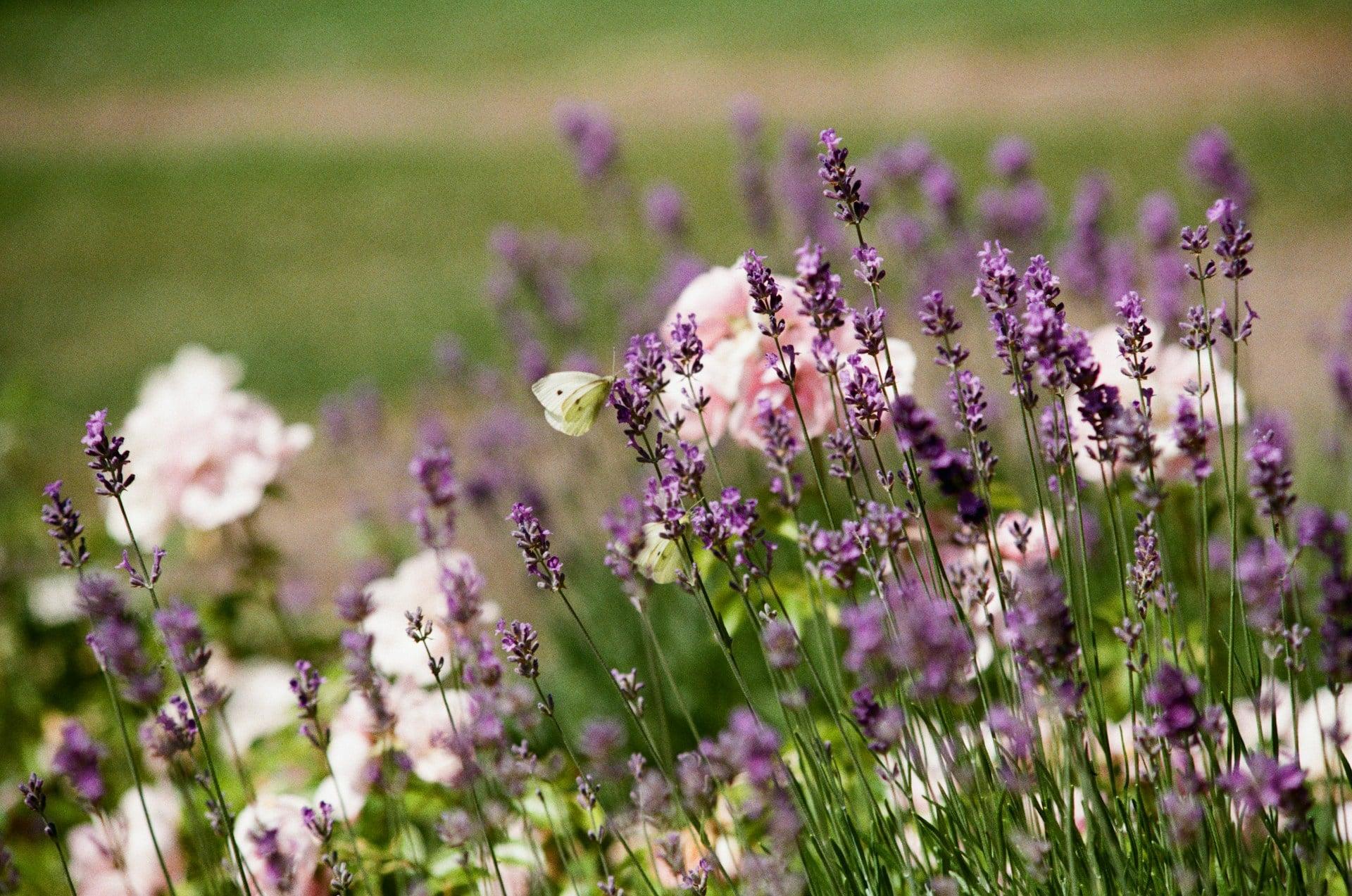 7 combinaciones de plantas que harán que tu jardín parezca de revista — Jardín y terraza