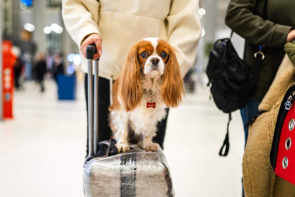 Volare con il tuo cane senza stress: le migliori compagnie aeree pet-friendly del momento — Tempo libero