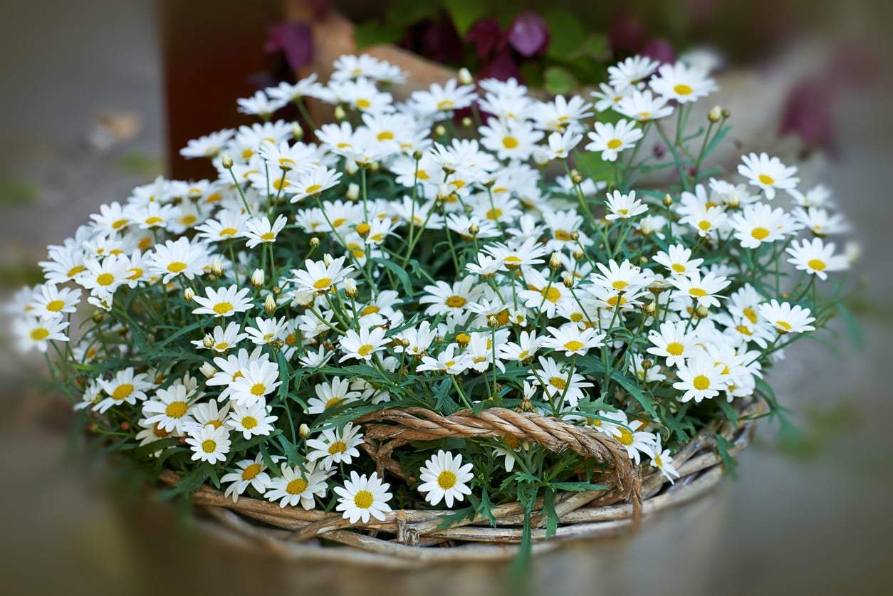 10 flores cottagecore para transformar tu jardín en un cuento de hadas — Jardín y terraza