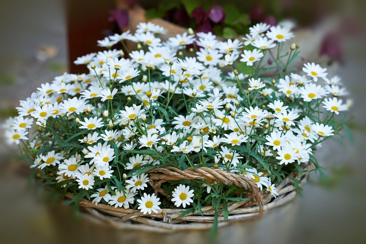 10 Cottagecore-Blumen, die deinen Garten in ein romantisches Märchen verwandeln — Garten & Terrasse