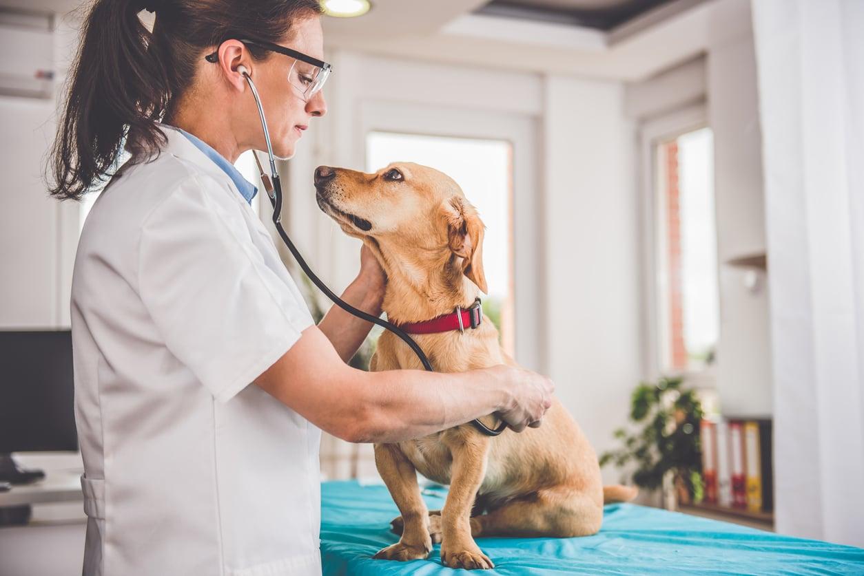 Lo que todo dueño de mascota debería saber antes de recibir una factura veterinaria inesperada — Familia
