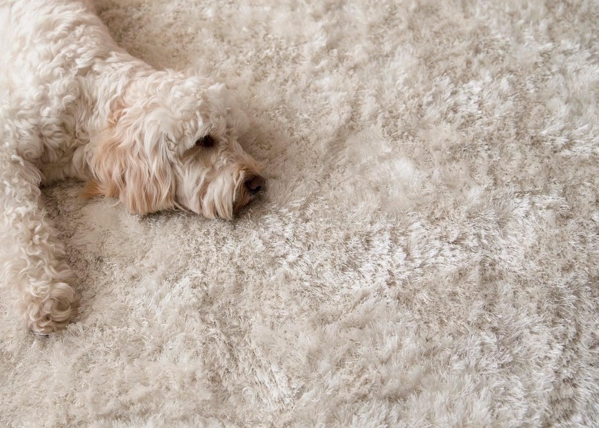 Cómo eliminar el pelo de mascota de la alfombra sin gastar un euro — Hogar y limpieza
