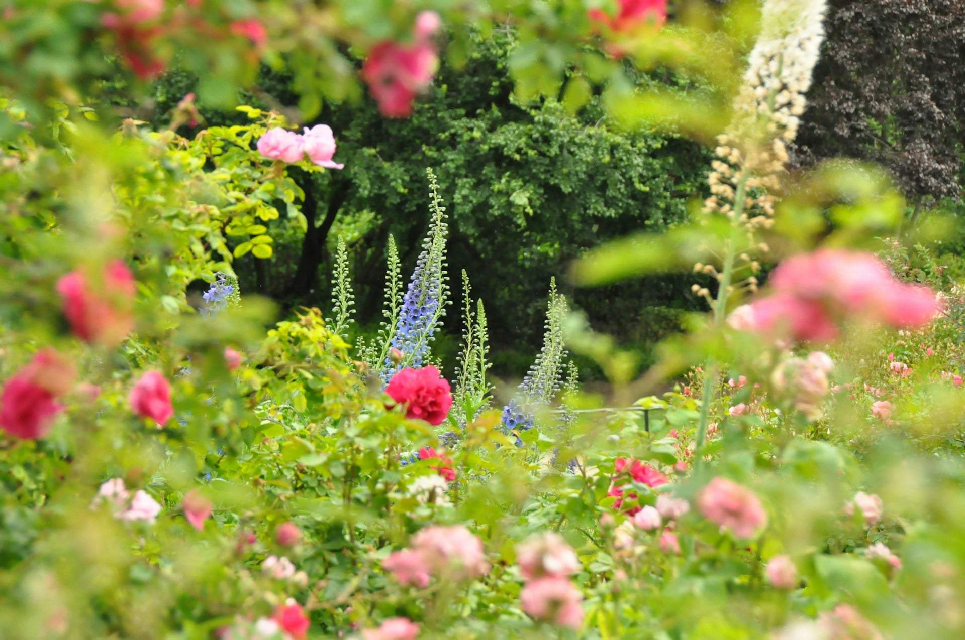 Des zones vides dans votre jardin ? Ces 5 plantes couvre-sol vont tout changer — Jardin et terrasse