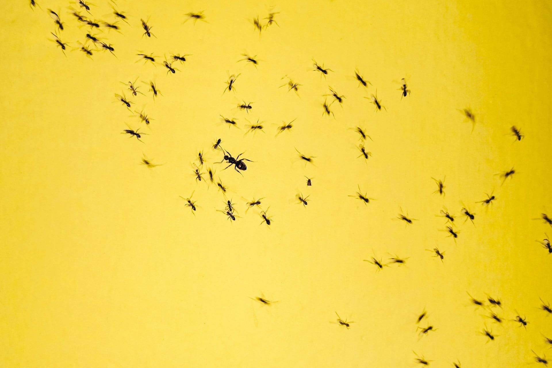 4 natural scents that will keep ants out of your home for good — Household
