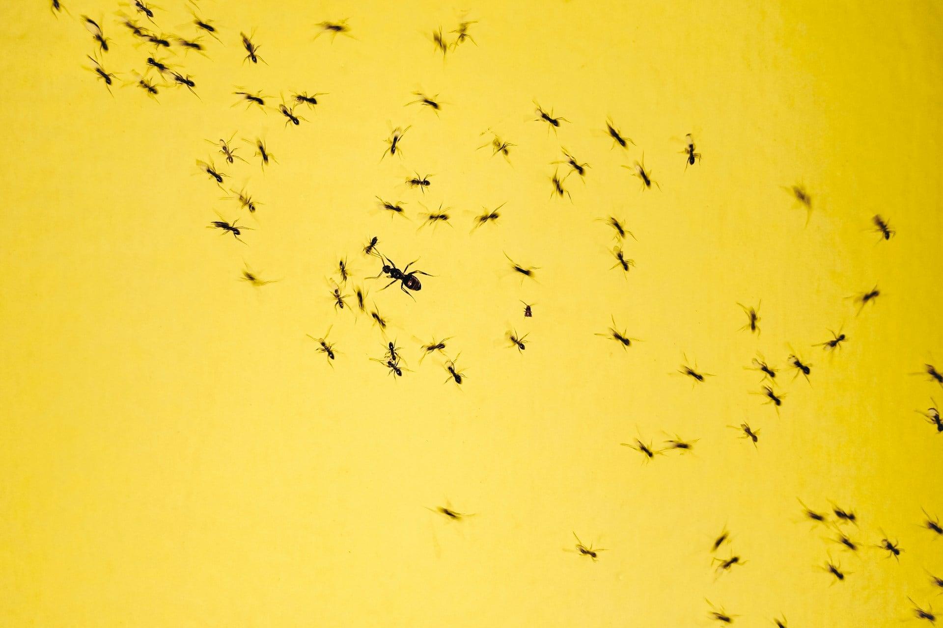 4 natürliche Düfte aus der Speisekammer, vor denen Ameisen die Flucht ergreifen — Haushalt