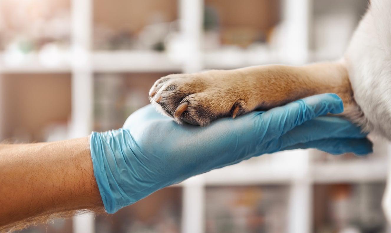 ¿Existe un límite de dinero que ya no vale la pena gastar en nuestra mascota? — Familia