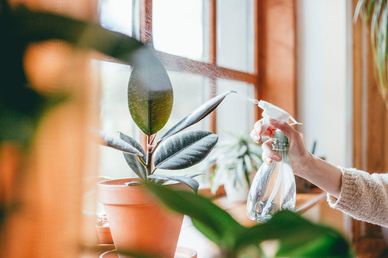 How to Keep Your Houseplants Alive While You're on Vacation — Tricks That Actually Work — Garden & terrace