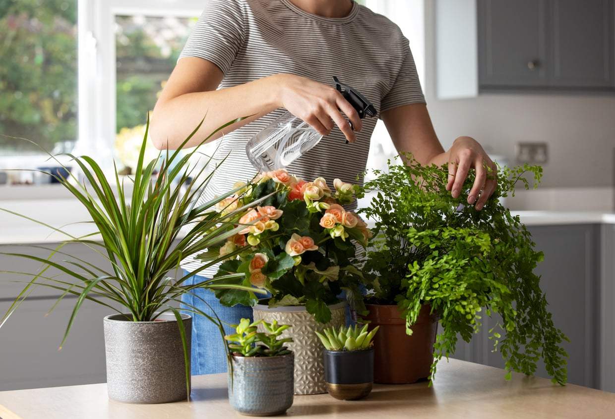 This Garlic and Chili Spray Is the Only Natural Pesticide Your Plants Will Ever Need — Household