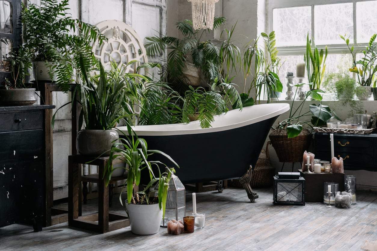 4 plantes qui adorent l'humidité et s'épanouissent dans les coins sombres de votre salle de bain — Décoration