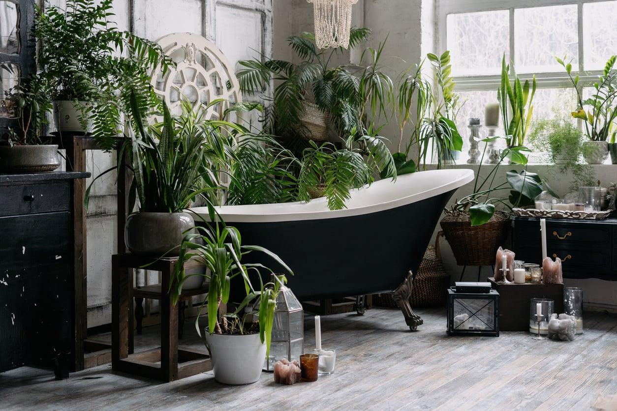 4 humidity-loving plants that will thrive in the dark corner next to your shower — Decor