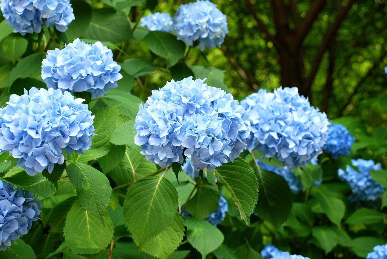 L'astuce secrète pour transformer vos hortensias roses en bleus — c'est plus simple que vous ne le croyez — Jardin et terrasse