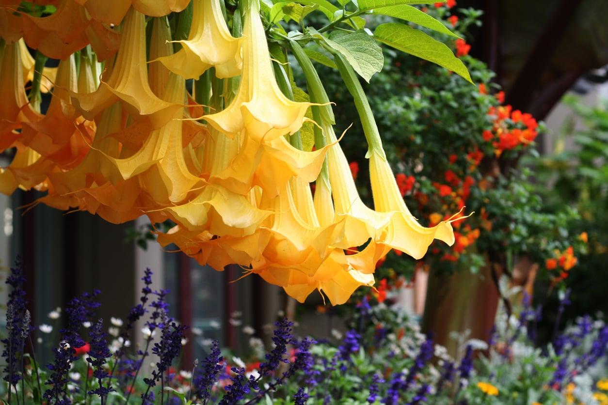 5 magical flowers that only bloom after dark — and smell absolutely incredible — Garden & terrace