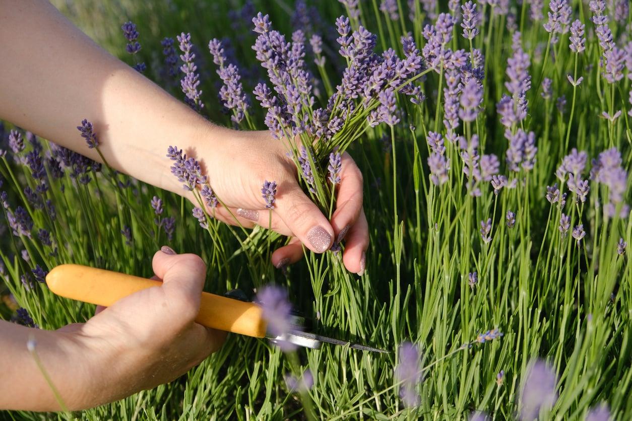 El error más común al podar la lavanda (y cómo evitar que no vuelva a florecer) — Jardín y terraza