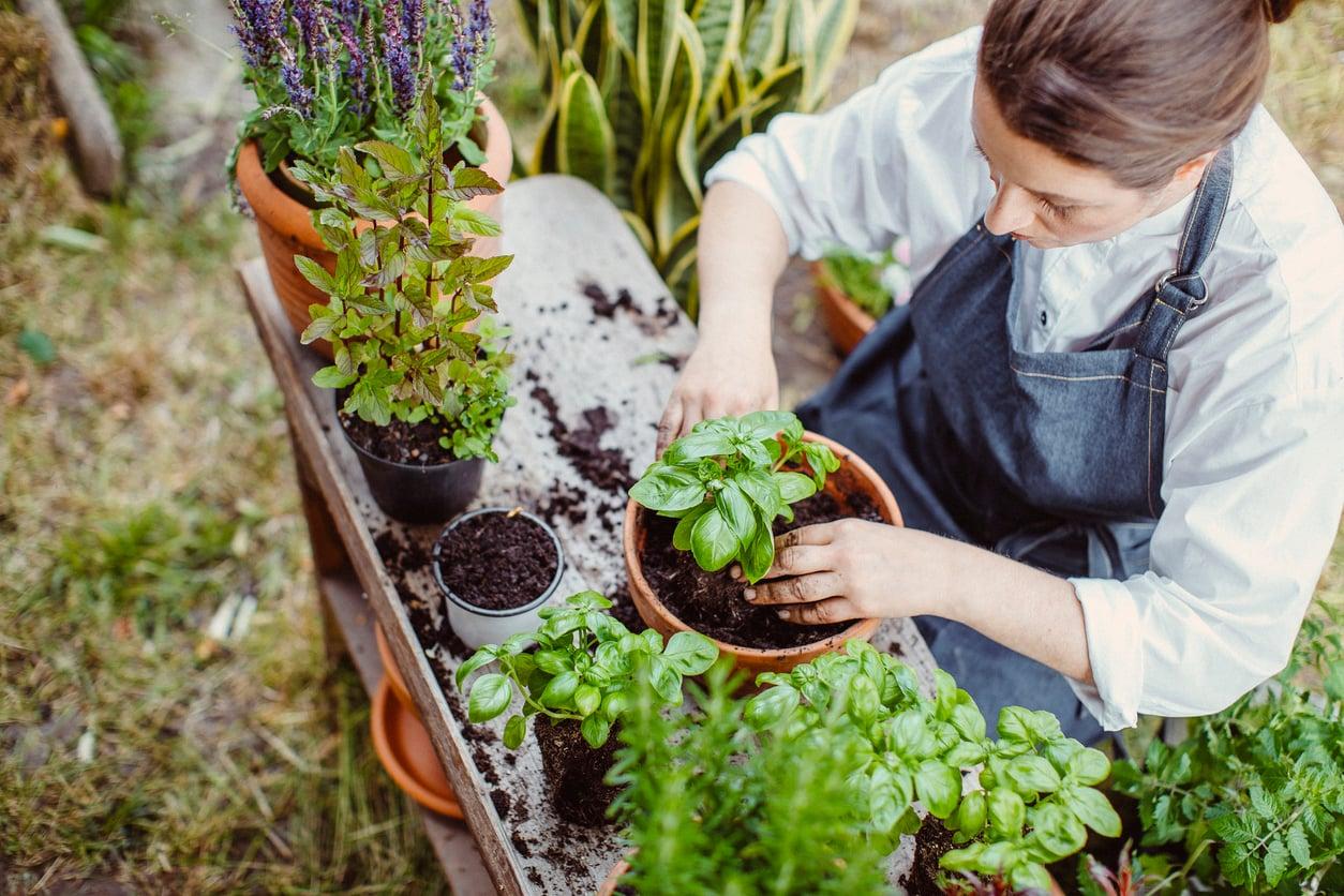 Diese 7 Küchenkräuter – welche kannst du wirklich problemlos züchten? — Garten & Terrasse