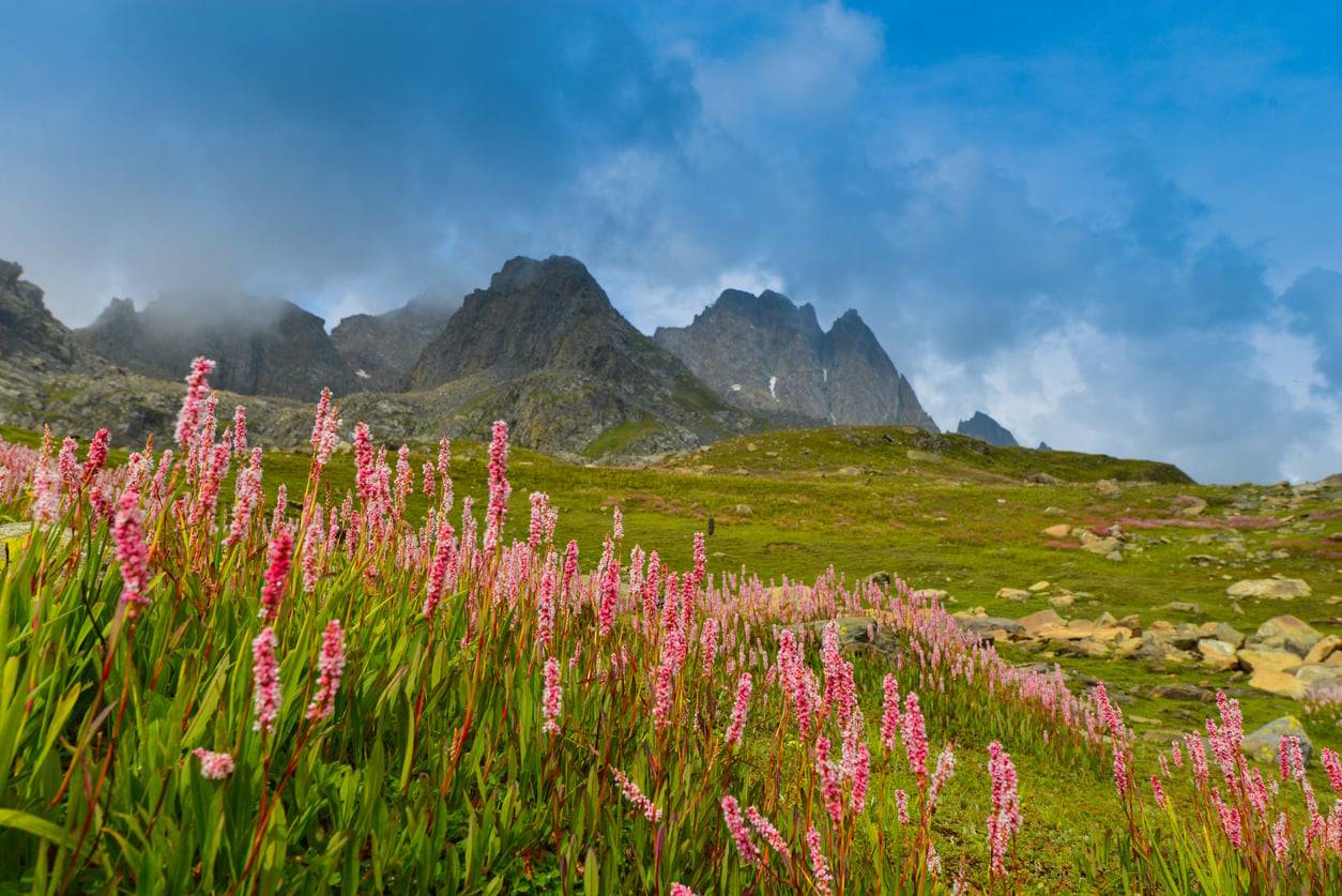 15 of the World's Most Beautiful Floral Destinations You'll Want to Visit Immediately — Leisure