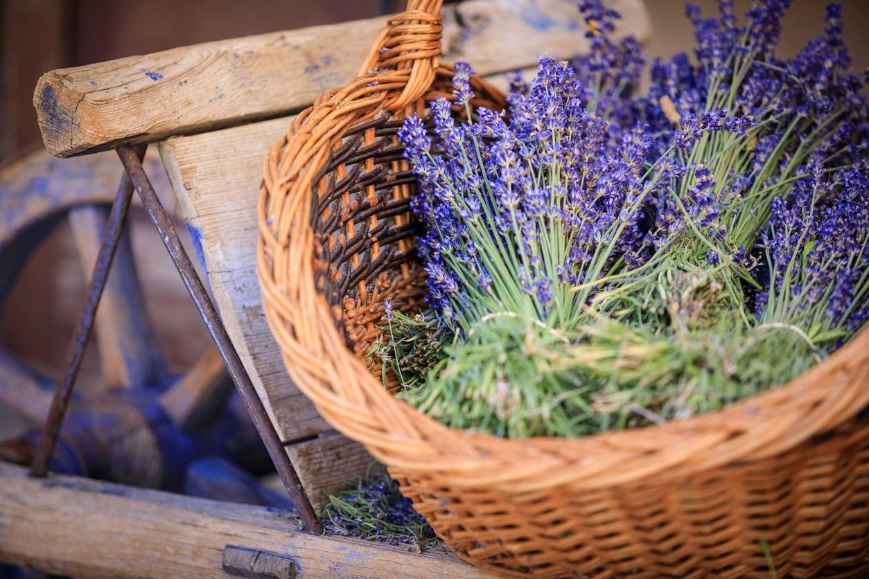 La lavande chez soi : 5 façons originales de l'intégrer dans votre déco — Décoration