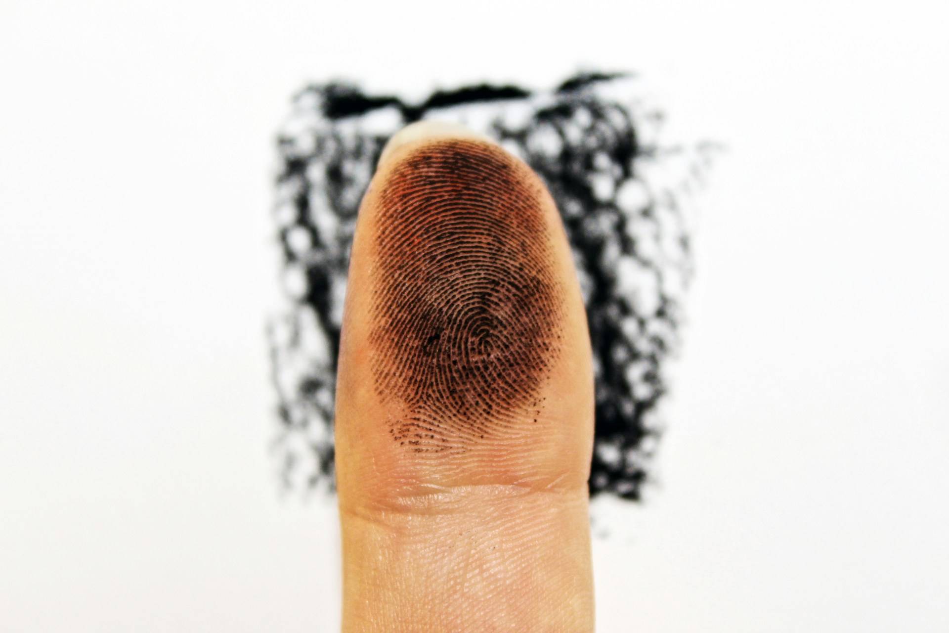 Why do fingerprints only appear on your fingertips? The evolutionary secret explained