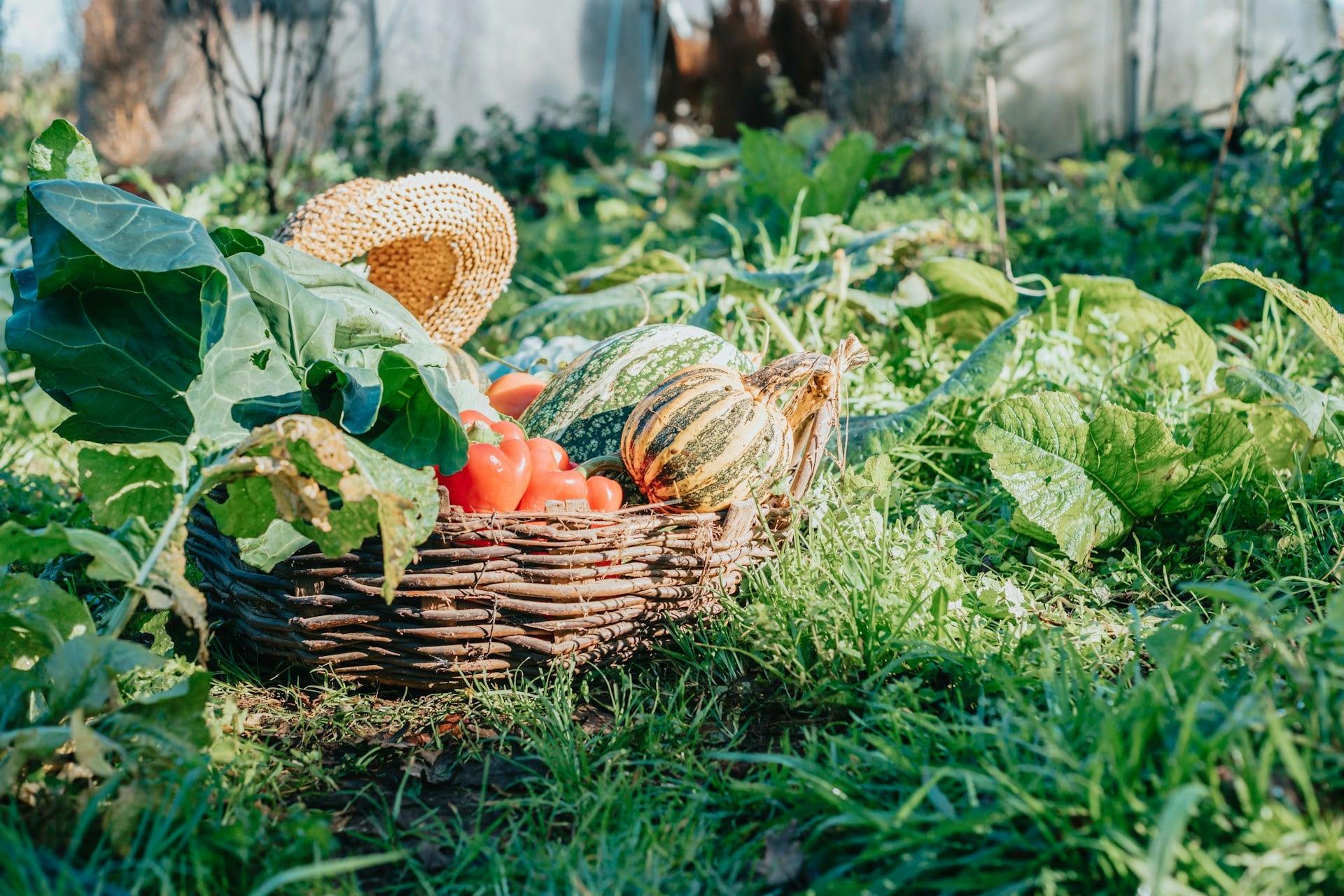 Queste 7 verdure non vanno mai piantate vicine: si rubano la vita a vicenda — Giardino e terrazza