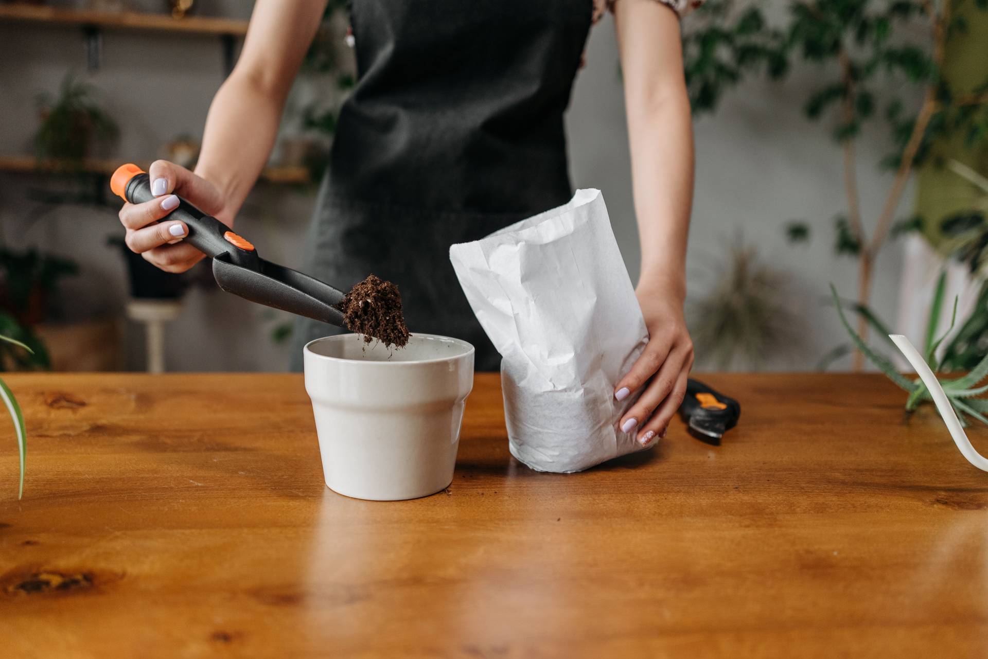 Kaffeesatz für Pflanzen: 3 lieben ihn – bei 3 anderen ist er der sichere Tod