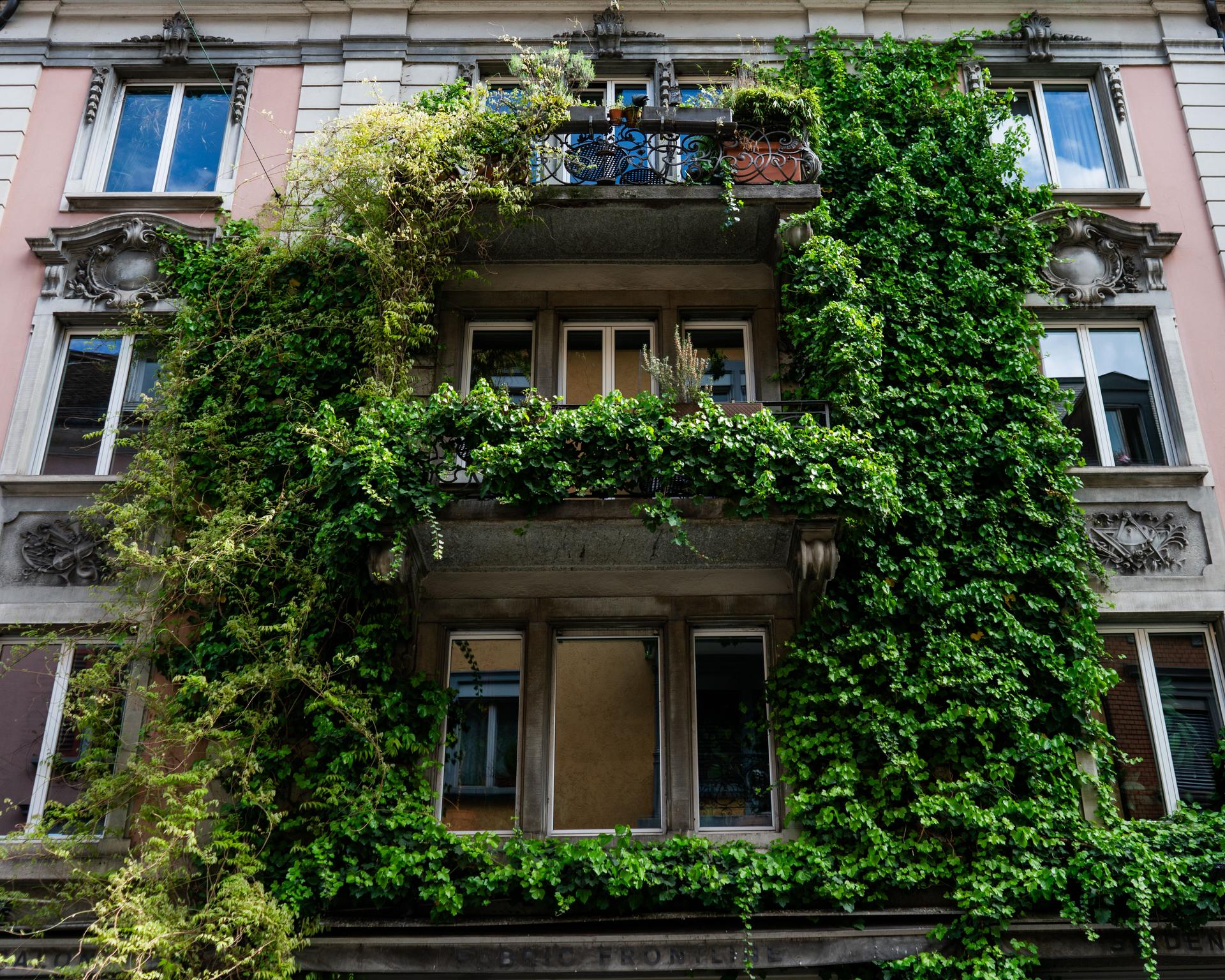 Estas plantas absorben el calor del cemento si las pones en tu balcón — Jardín y terraza