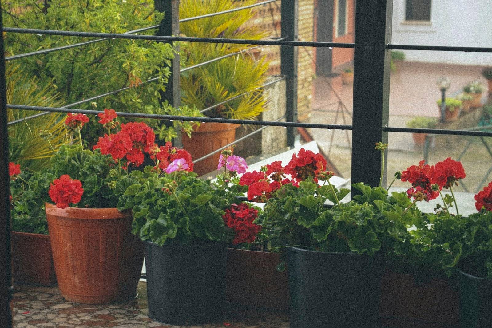 Pour Your Leftover Coffee on This Plant and It Won't Wilt for Weeks