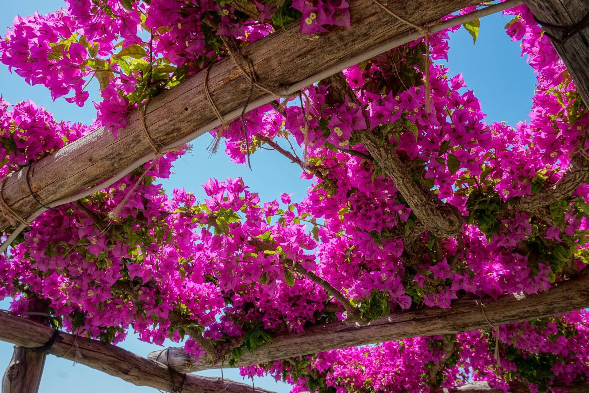 7 natural shade ideas that look far more beautiful than a patio umbrella