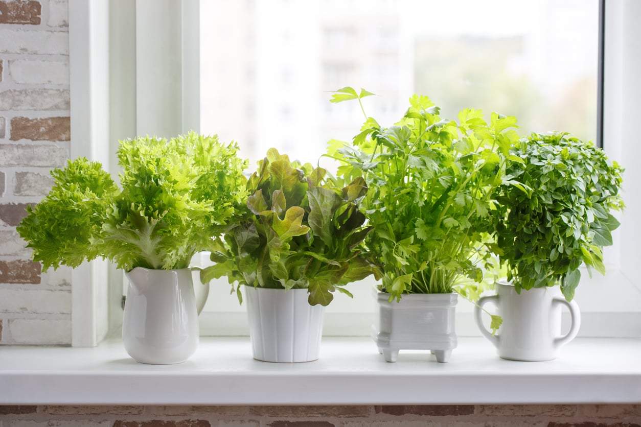 5 verduras que puedes volver a cultivar sin fin en la ventana de tu cocina — Aficiones