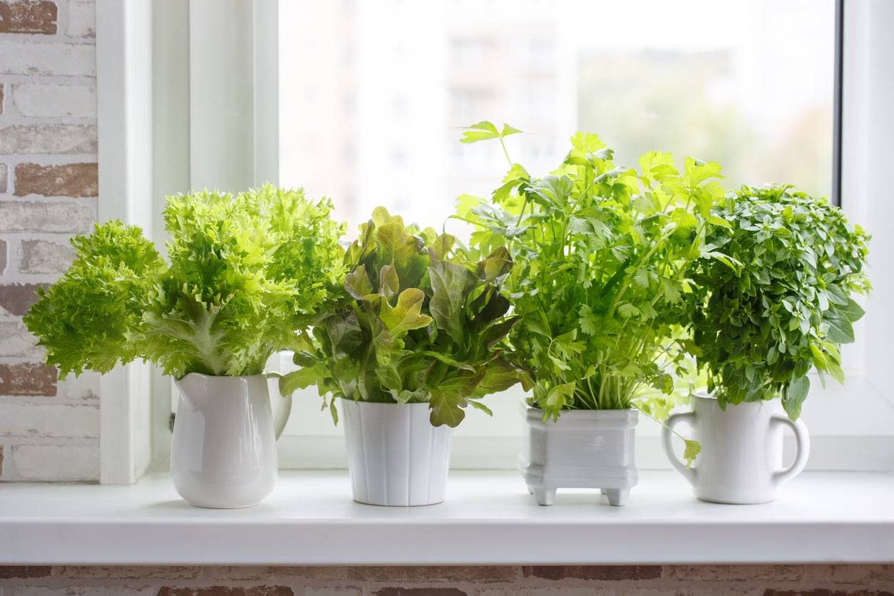 Non buttarli più: 5 verdure che ricrescono all'infinito sul davanzale della cucina