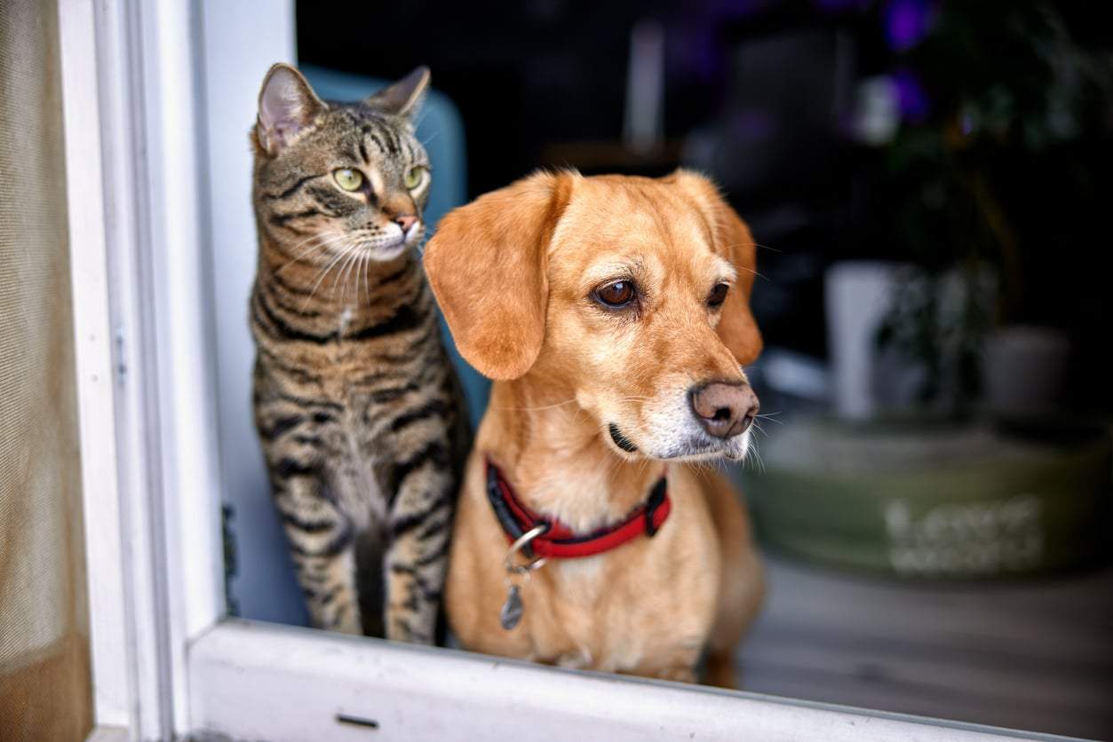 ¿Tu perro o tu gato mira siempre al mismo rincón? Esto podría estar percibiendo — Estilo de vida