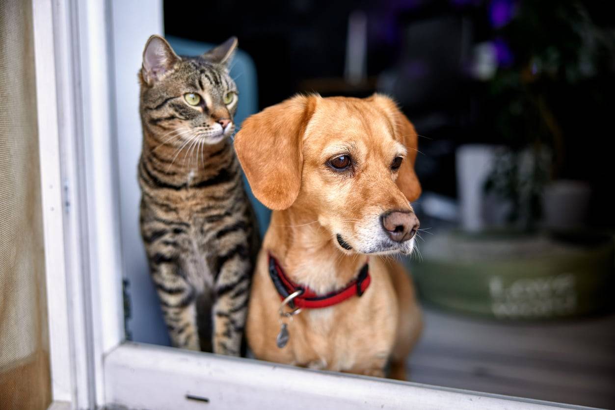 ¿Tu perro o tu gato mira siempre al mismo rincón? Esto podría estar percibiendo