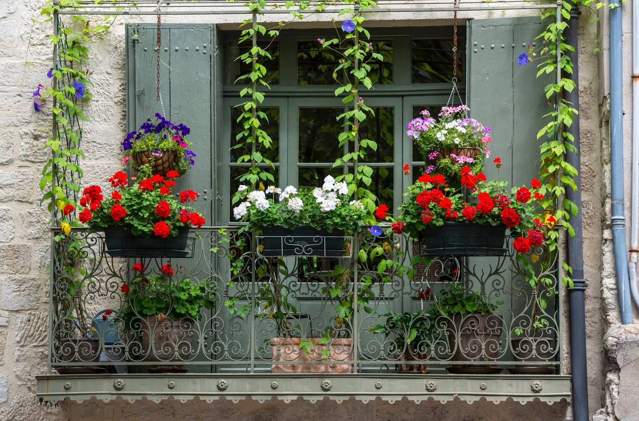 Wenn dein Balkon zur Backofenhölle wird: 6 Pflanzen, die pralle Sonne einfach lieben