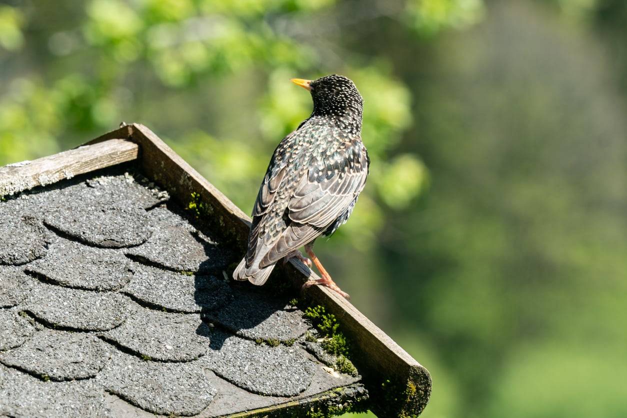 Vogelnest in der Dachrinne entdeckt? Diesen einen Fehler sollten Sie jetzt nicht machen