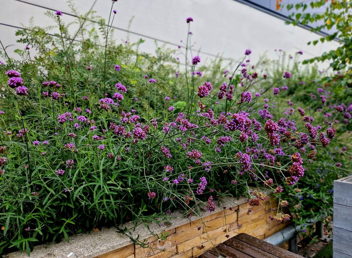 Canicule au balcon : 7 fleurs qui résistent mieux que le géranium — Jardin et terrasse