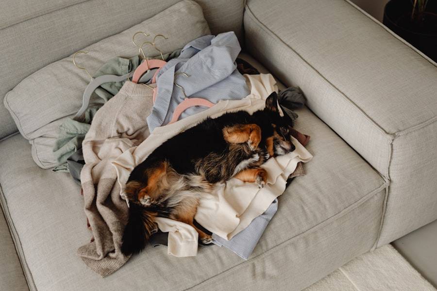 Il disordine in casa stressa anche il tuo cane? Ecco cosa dicono gli esperti