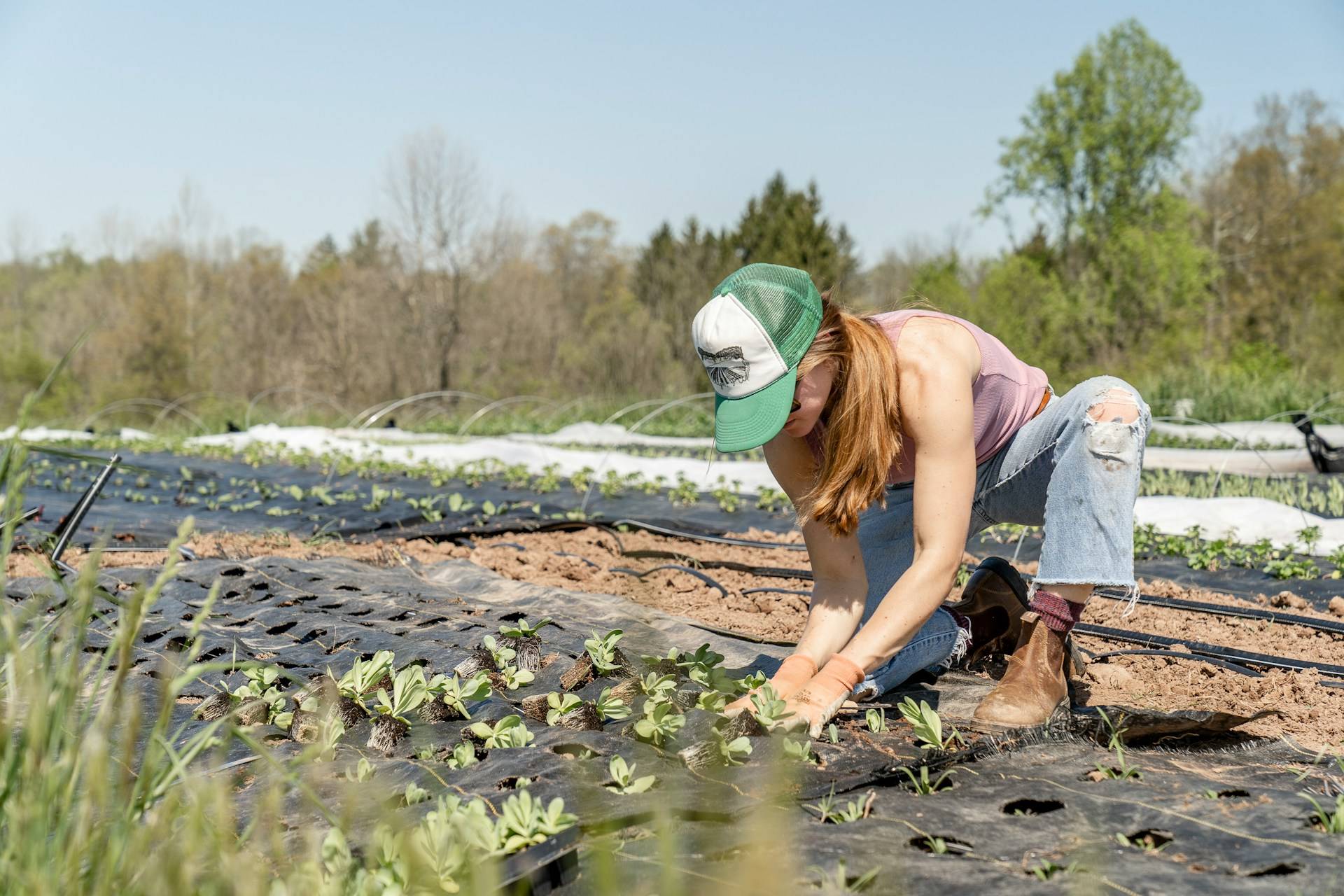 The sugar trick gardeners swear by — and how to use it the right way