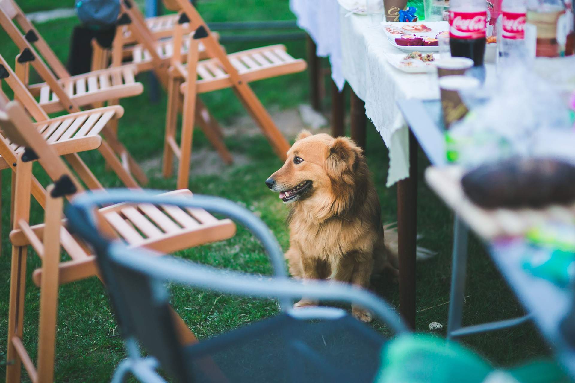 3 barbecue foods you should never give your dog, no matter how much they beg — Family