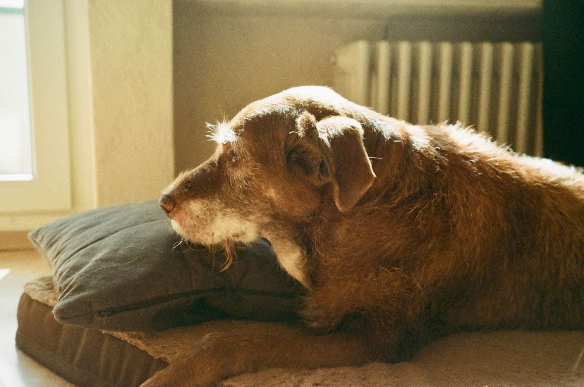 4 Signs Your Dog or Cat Has Dementia — Not Just Old Age — Family