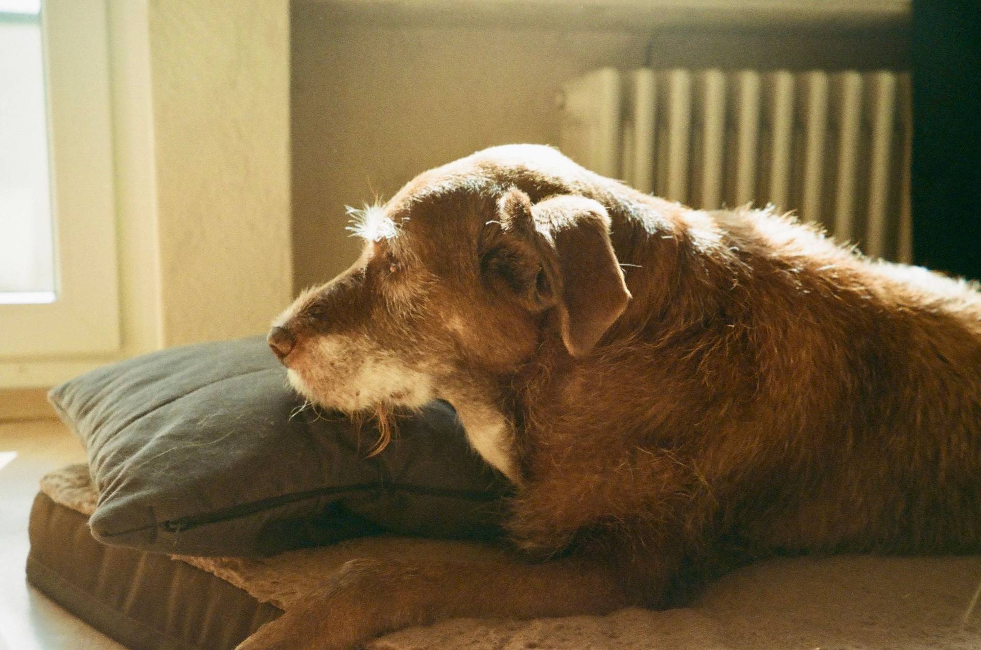 4 Signs Your Dog or Cat Has Dementia — Not Just Old Age