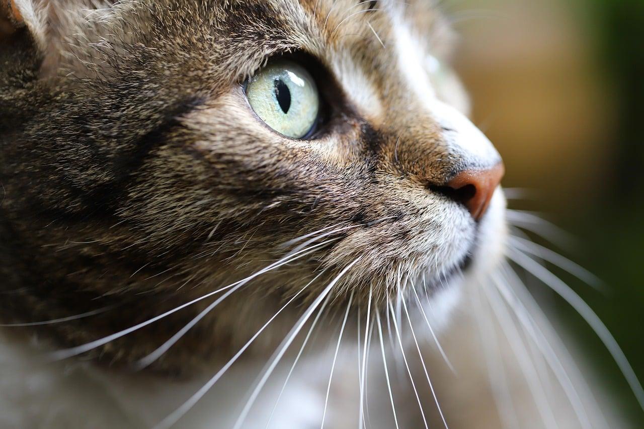 El código secreto de los gatos: así le dices a tu felino que está a salvo contigo — Familia