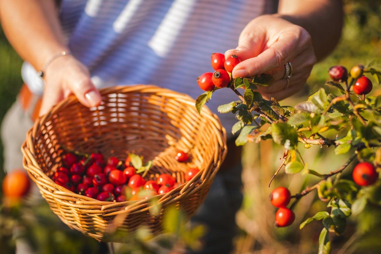 3 ingredienti dimenticati che battono i costosissimi superfood — Salute