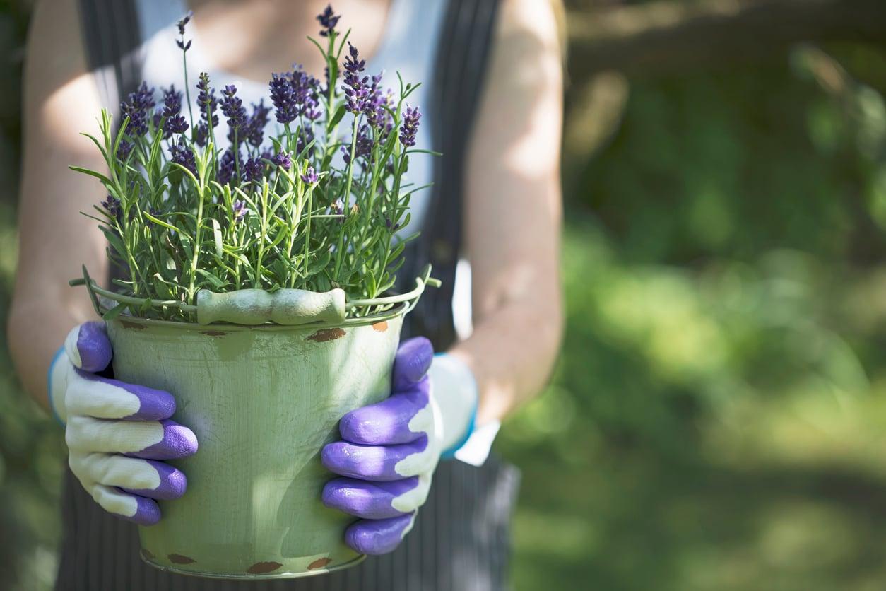 Lavendel braun und vertrocknet? Mit diesem Trick blüht er wieder auf — Garten & Terrasse