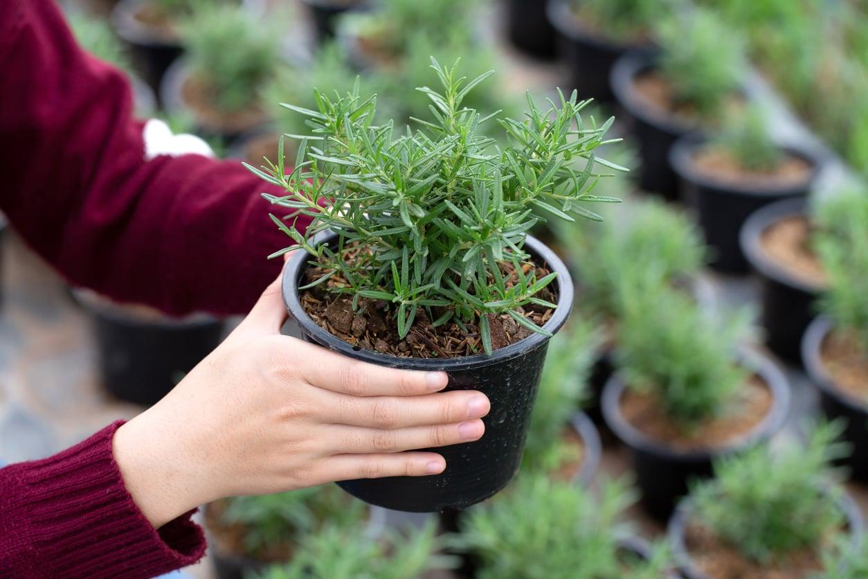 You've been caring for rosemary wrong — here's how to make it lush and fragrant at last — Garden & terrace