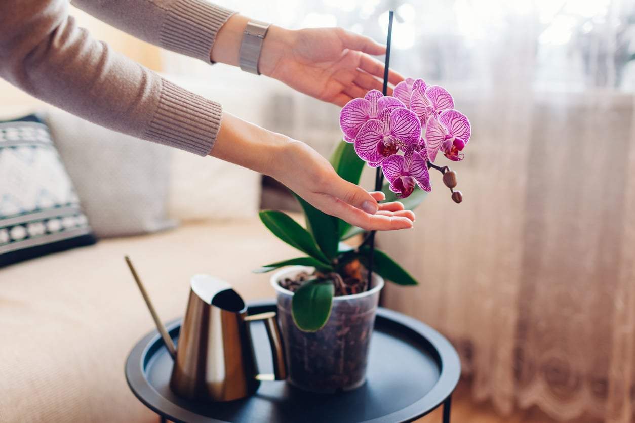 Si cuidas tu orquídea así, florecerá una y otra vez sin esfuerzo — Jardín y terraza