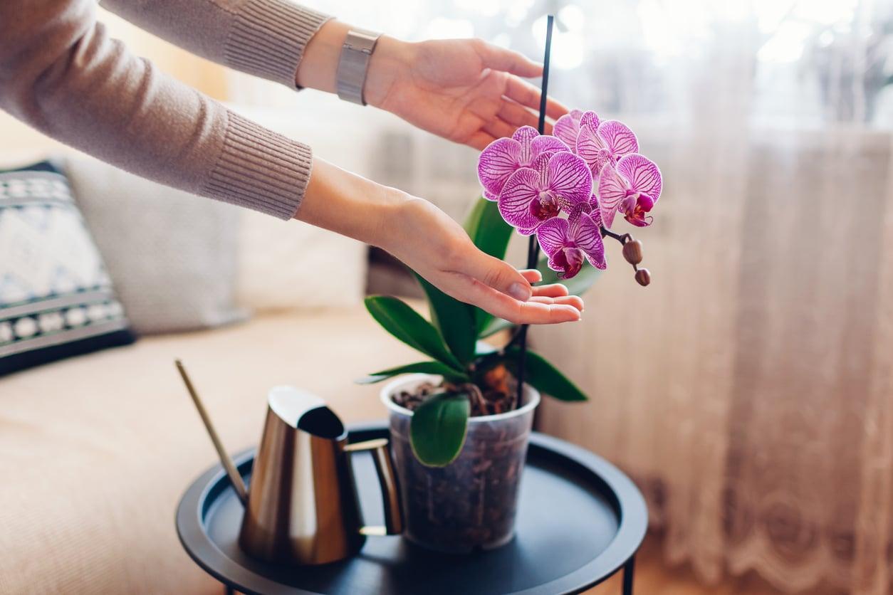 Si cuidas tu orquídea así, florecerá una y otra vez sin esfuerzo — Jardín y terraza
